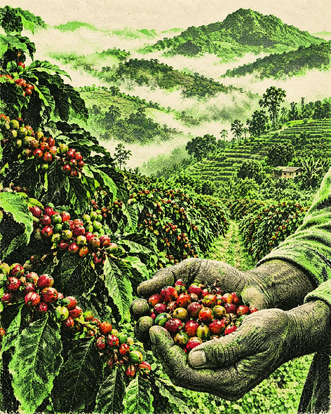 Risograph illustration of hands holding ripe coffee cherries on a terraced farm
